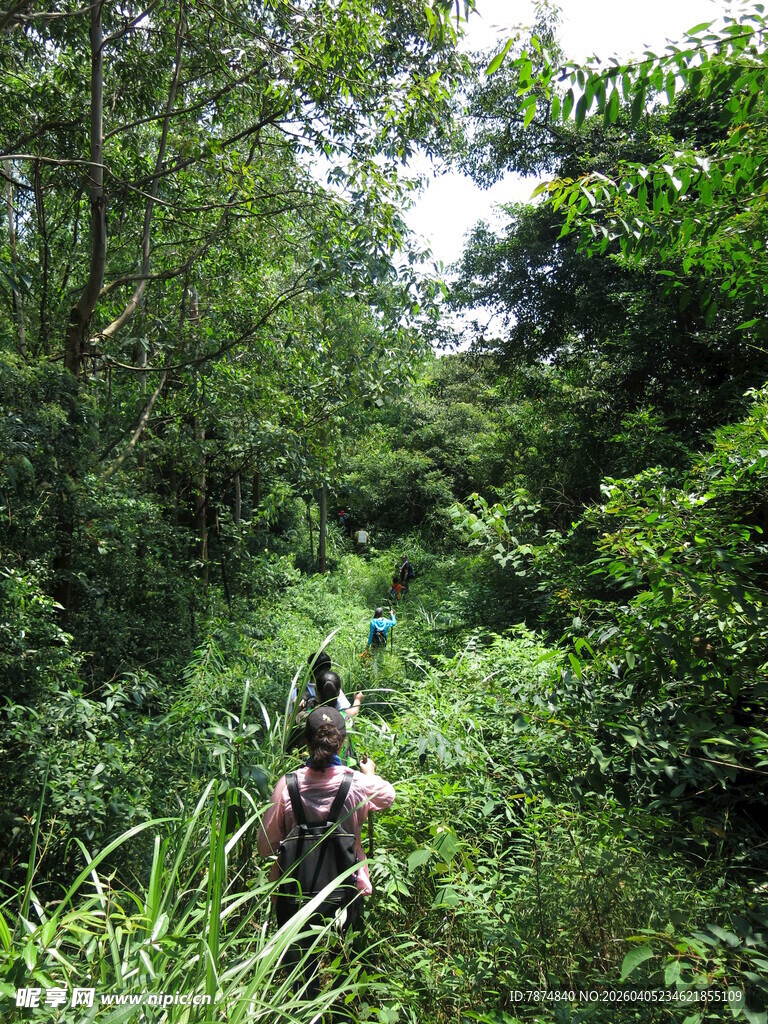 徒步者穿行于茂密林间