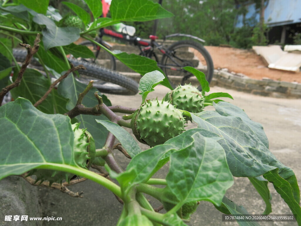 绿色曼陀罗植物果实特写