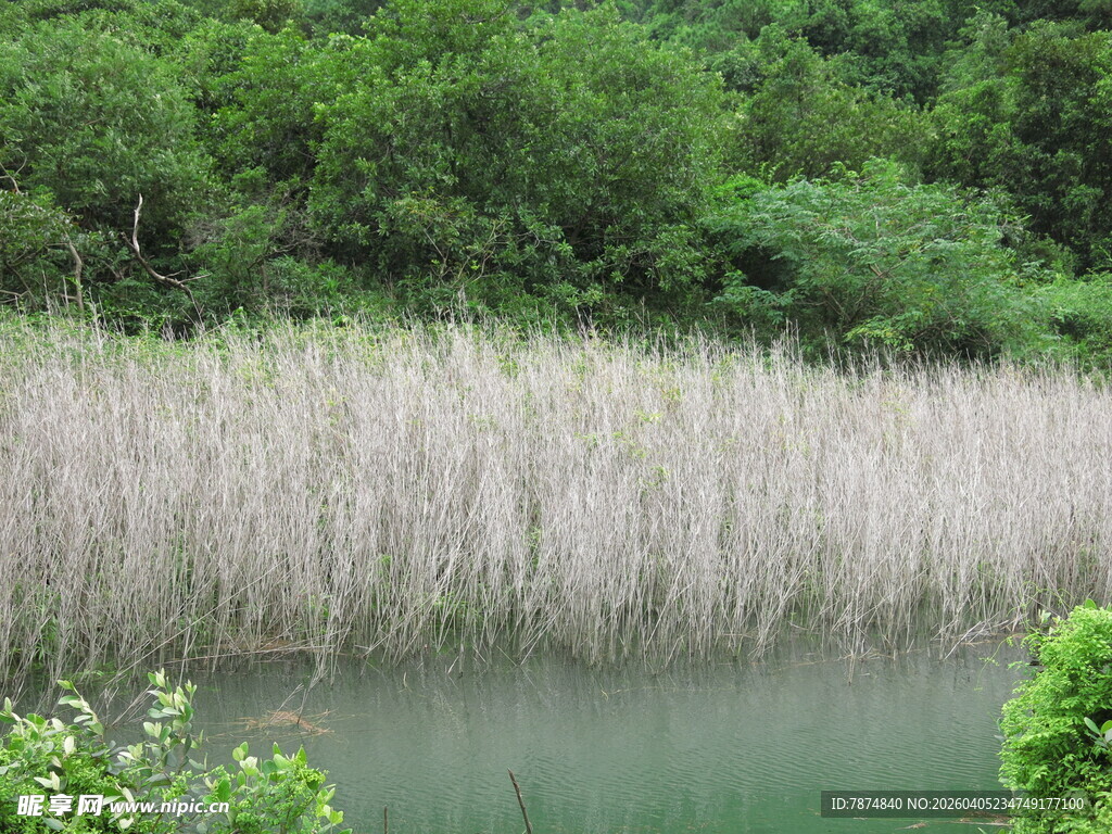 湖畔芦苇与葱郁树林景观
