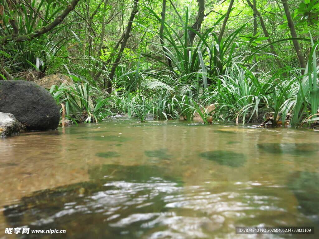 林间清澈小溪