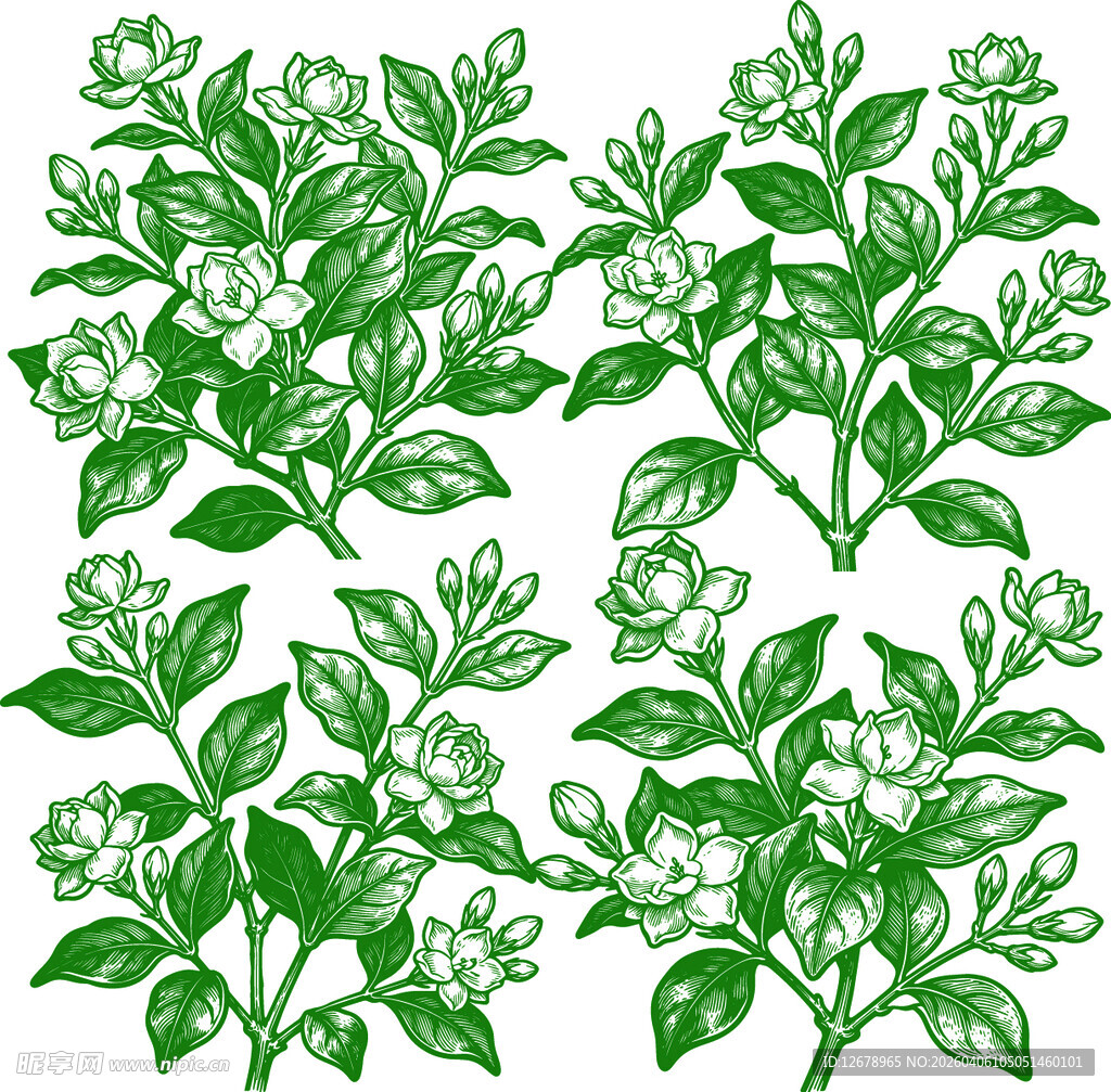 手绘茉莉花卉植物图案