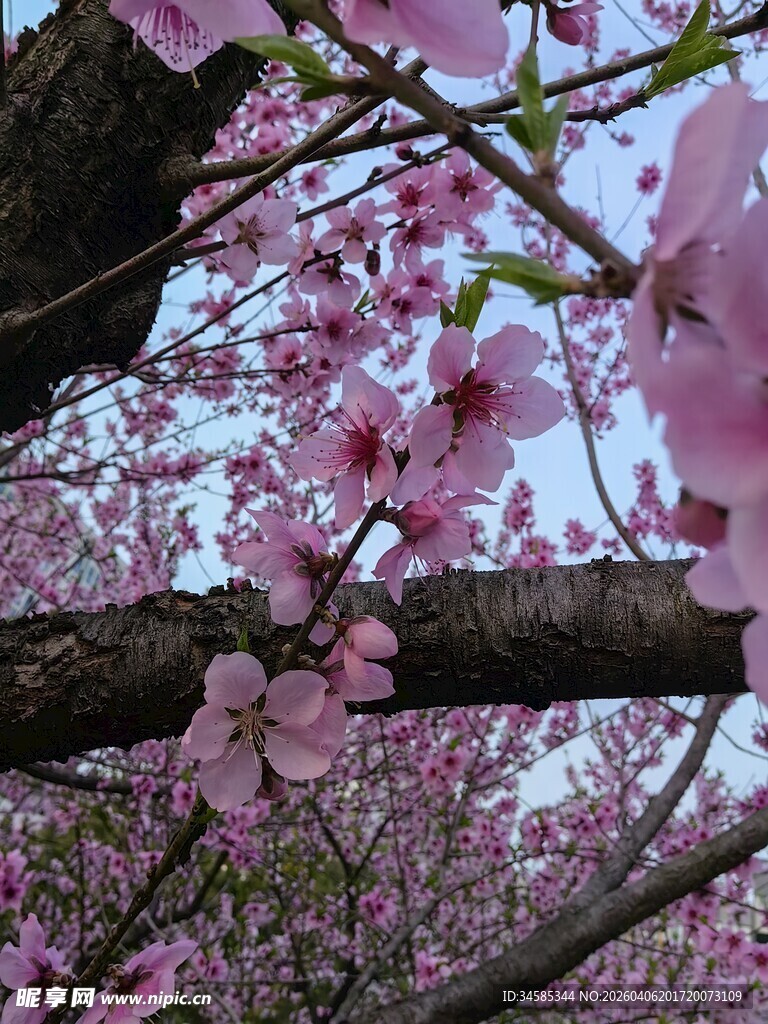 烂漫樱花枝头绽放