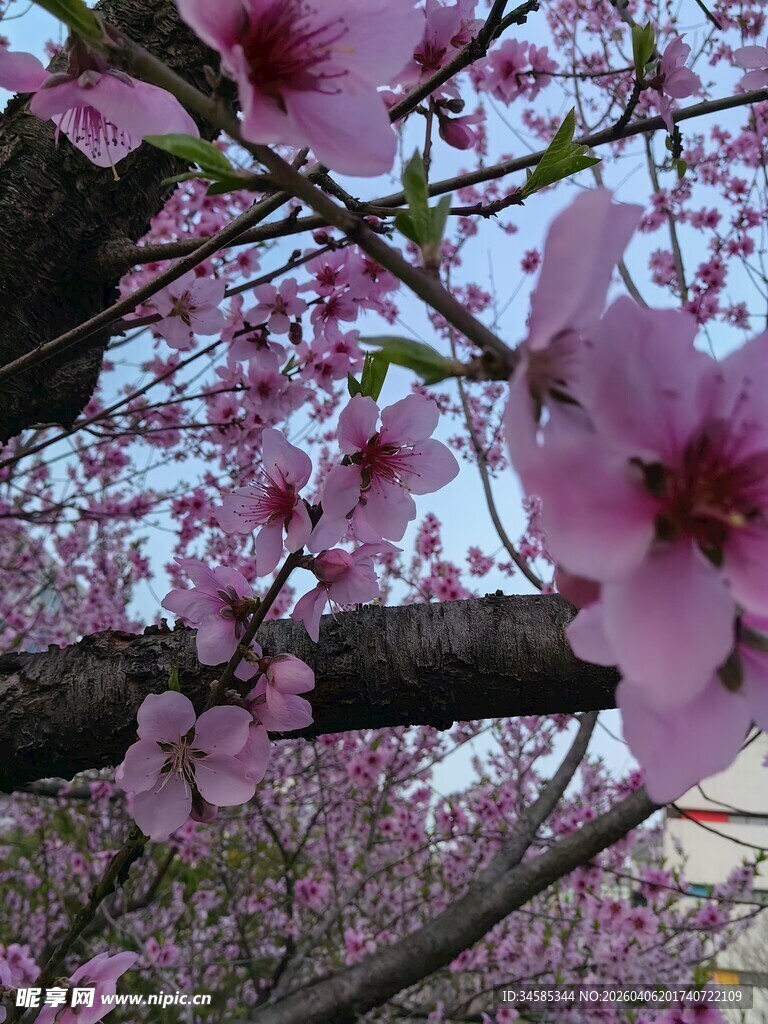 烂漫樱花枝头绽放