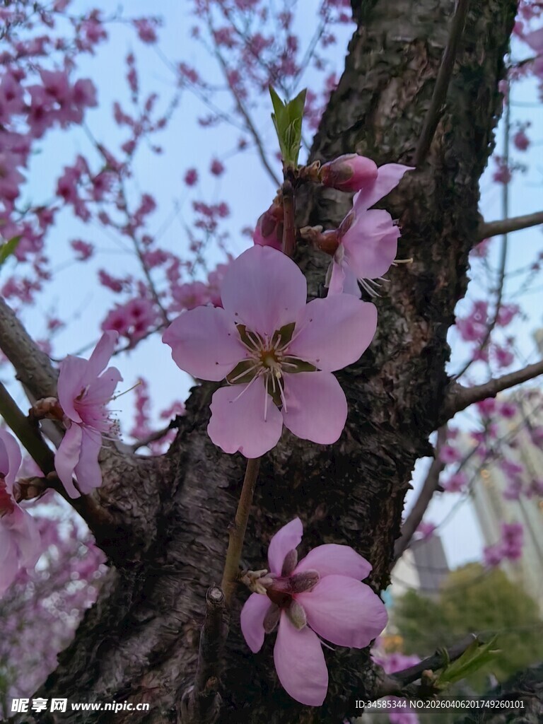 枝头绽放的粉嫩樱花