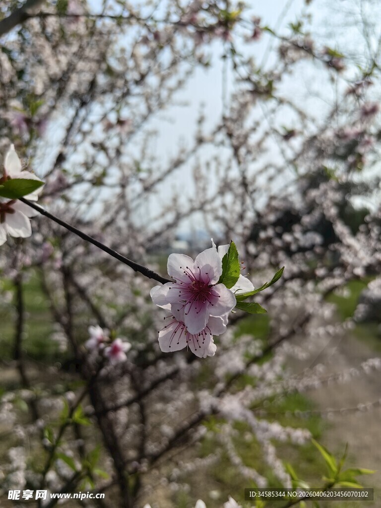 枝头绽放的娇艳粉色花朵