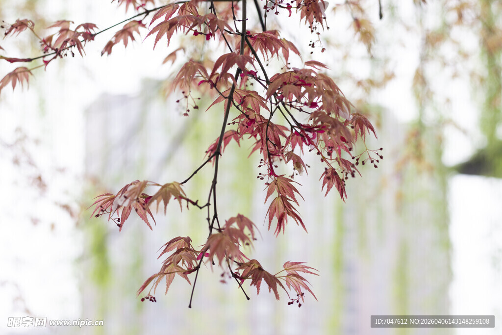 红枫树枝特写