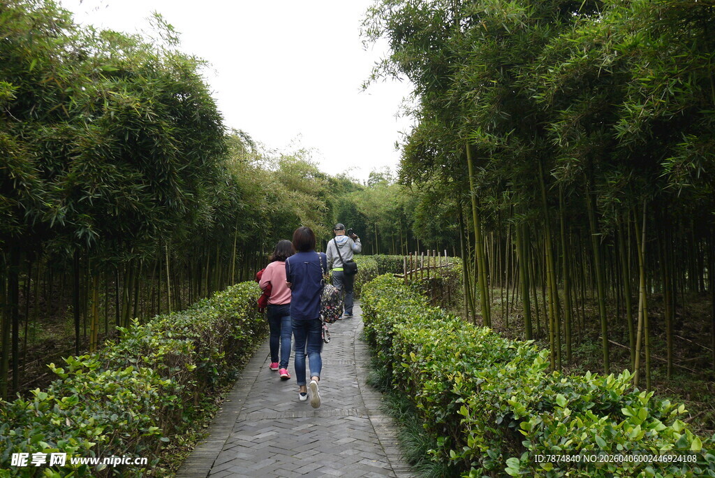 漫步竹林间的温馨家庭行