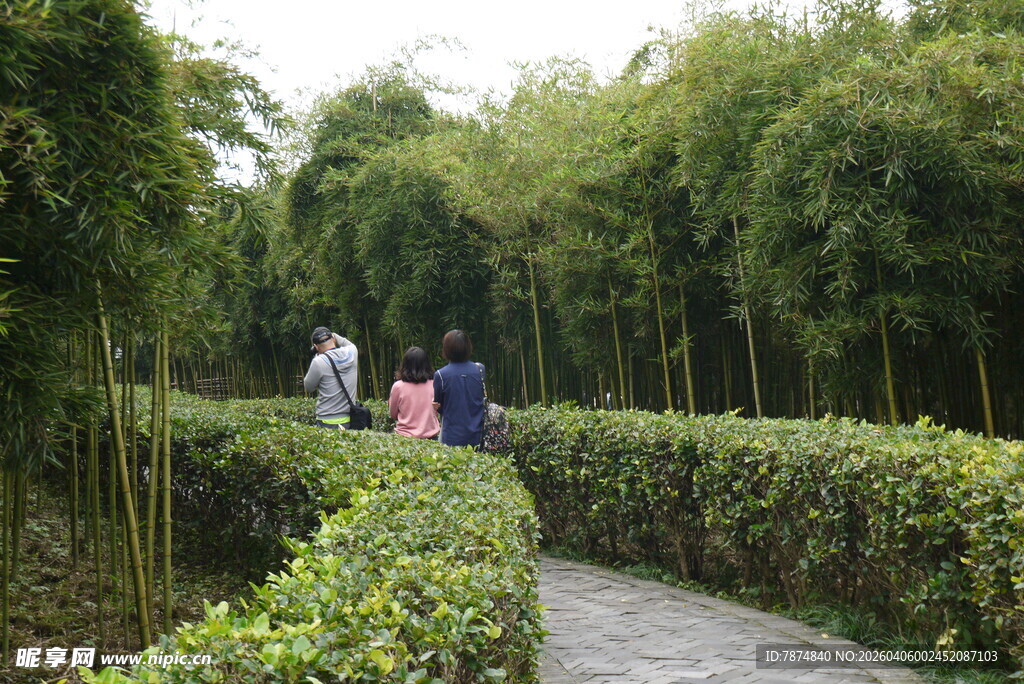 漫步竹林小径赏清幽景致