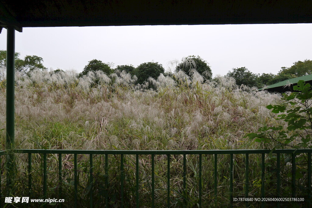 户外繁茂的荻草景观