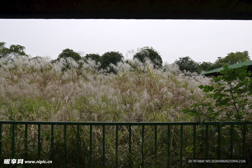 户外丛生的白色植物景观