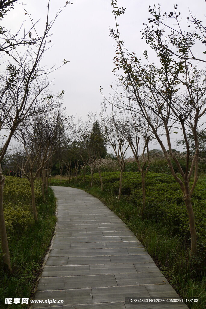 林间木栈道 静谧自然景