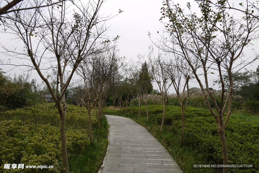 林间漫步小道 绿意盎然