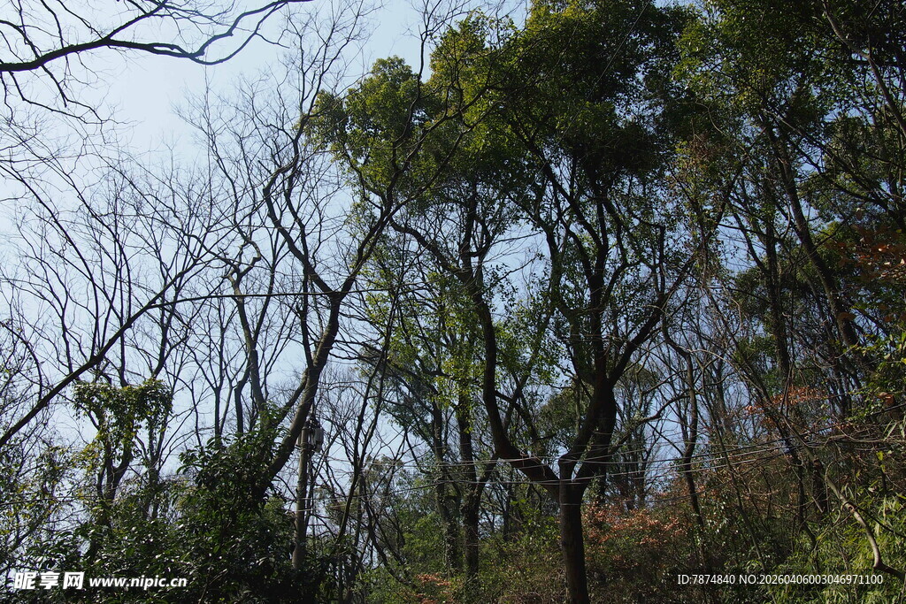 山林间枯荣交织的树木