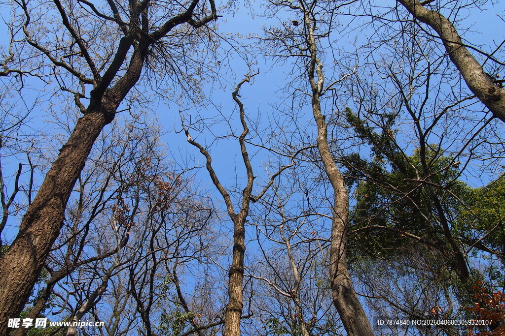 仰视枯树林的蓝天景象
