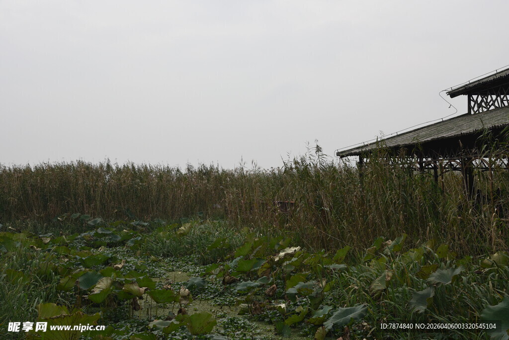 田野中的小屋与繁茂植物