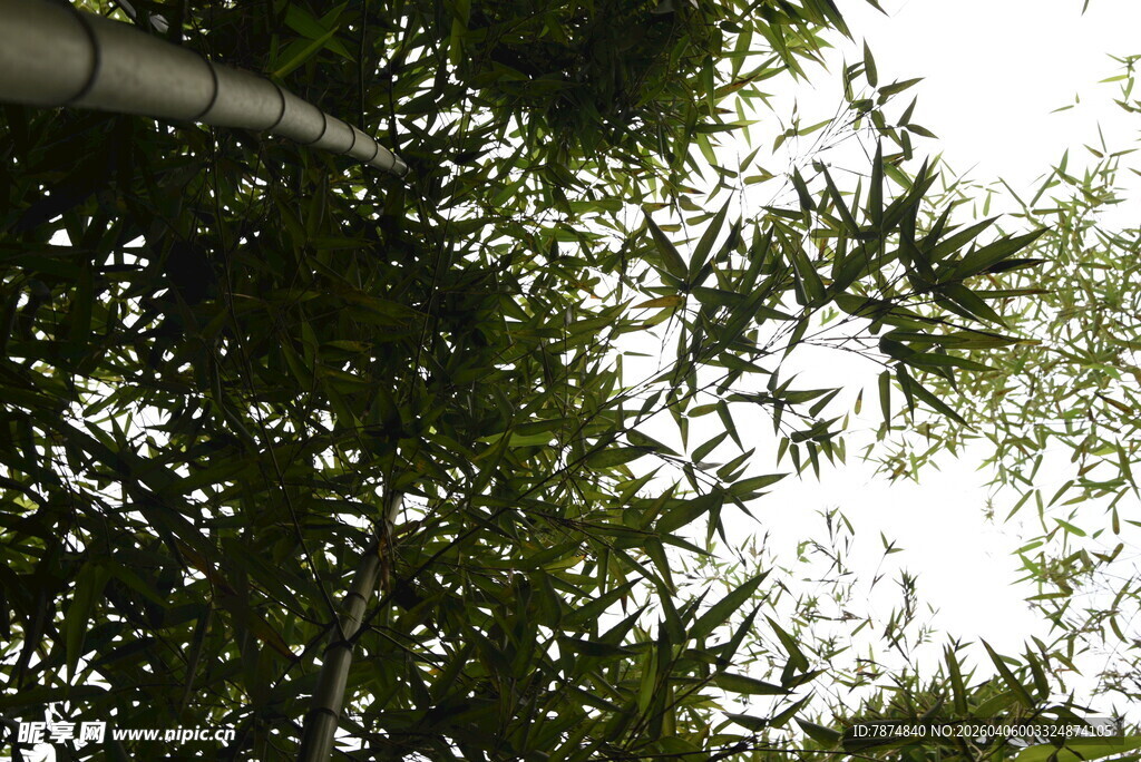 竹林间枝叶繁茂的景象