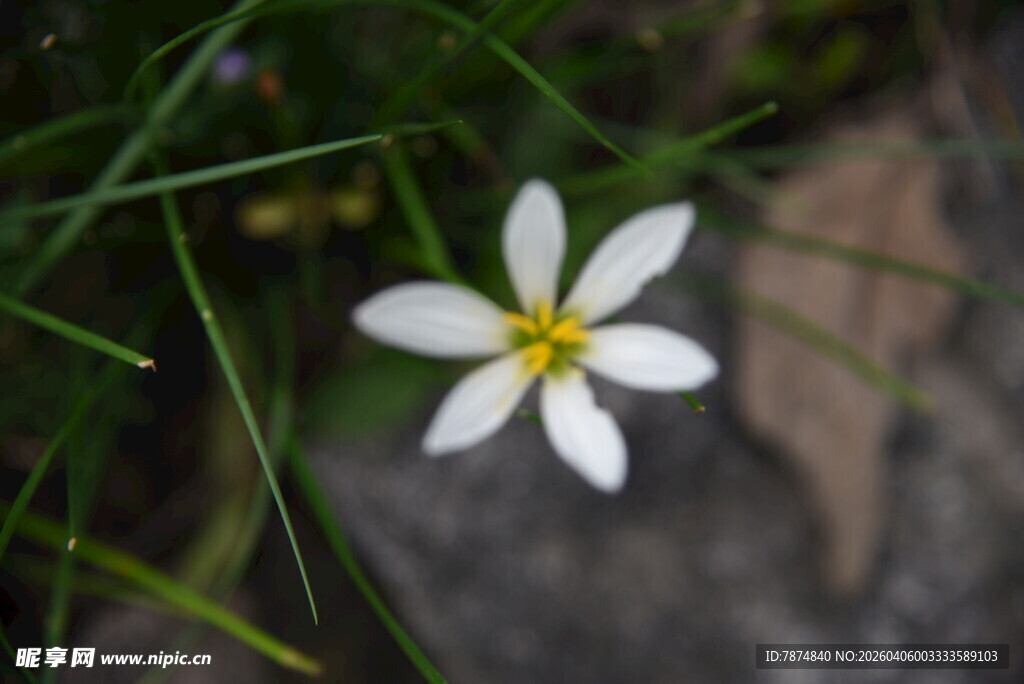白色小花绽放于草丛间