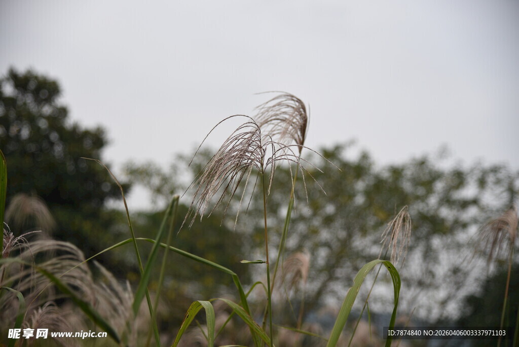 风中摇曳的轻柔芦苇