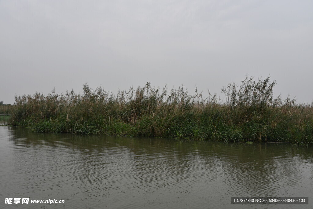 宁静水边芦苇荡景色