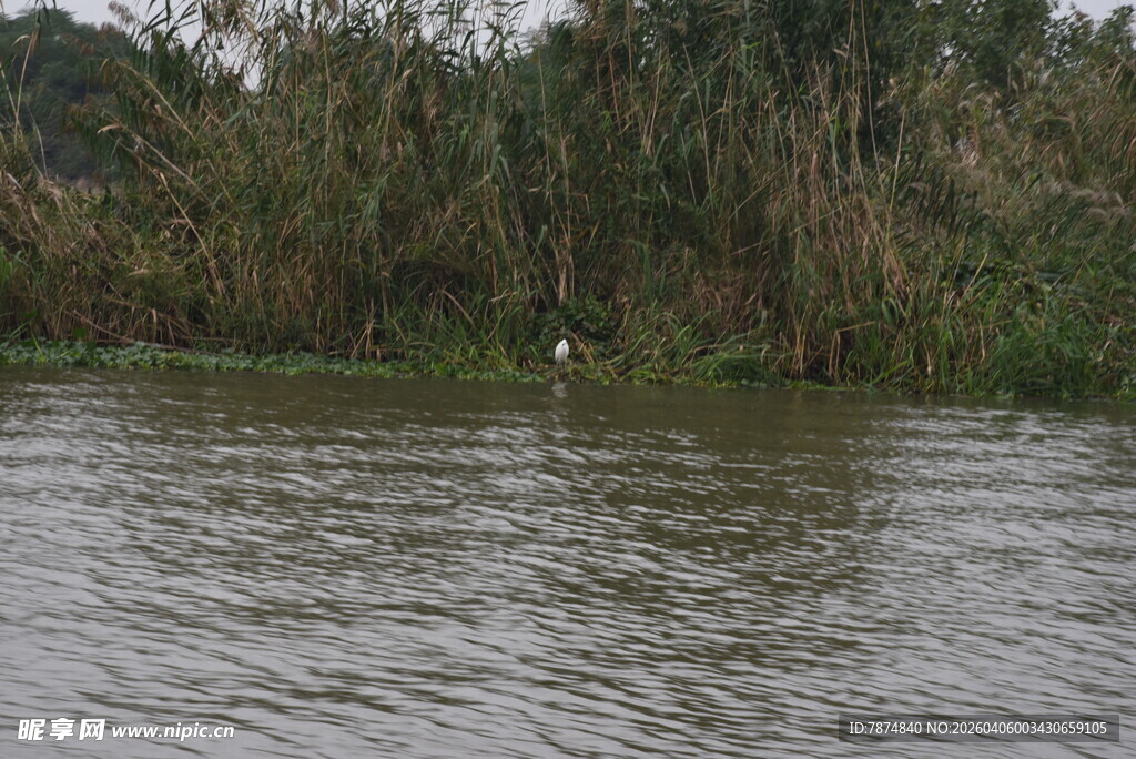 河畔绿植旁的宁静水面
