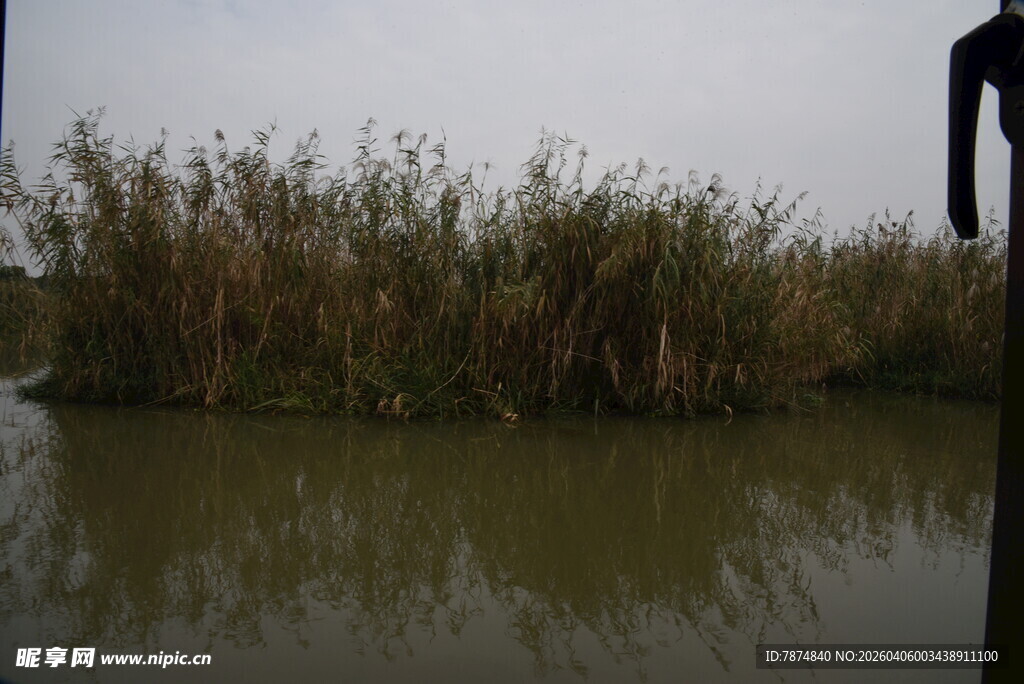 水边芦苇景观