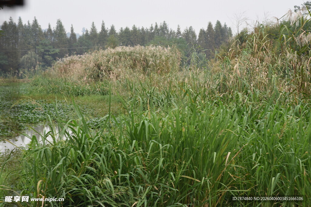湿地芦苇丛生的自然景致