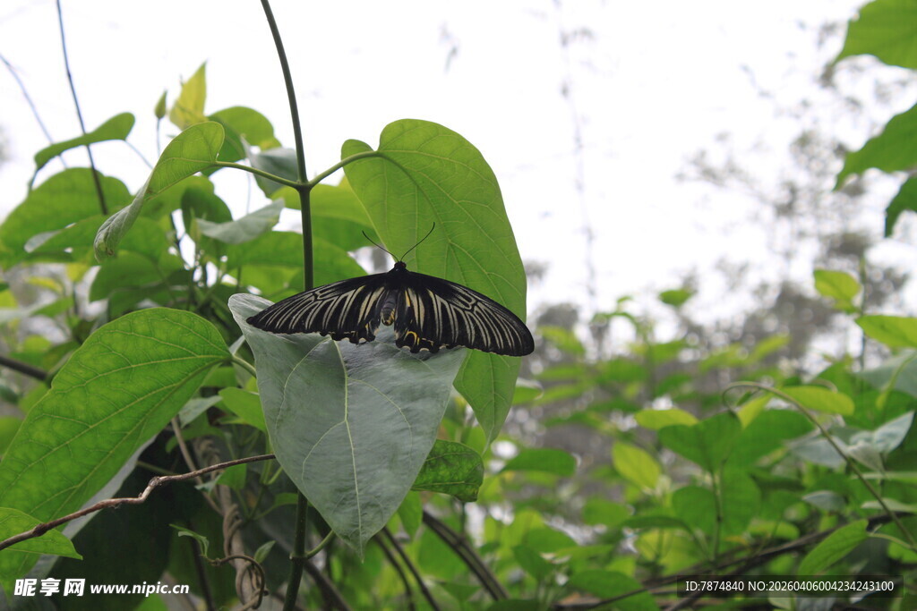 绿叶上停歇的美丽蝴蝶