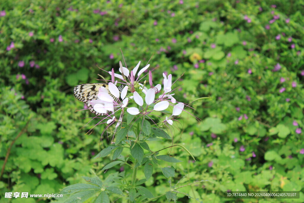绿叶间的白色花朵