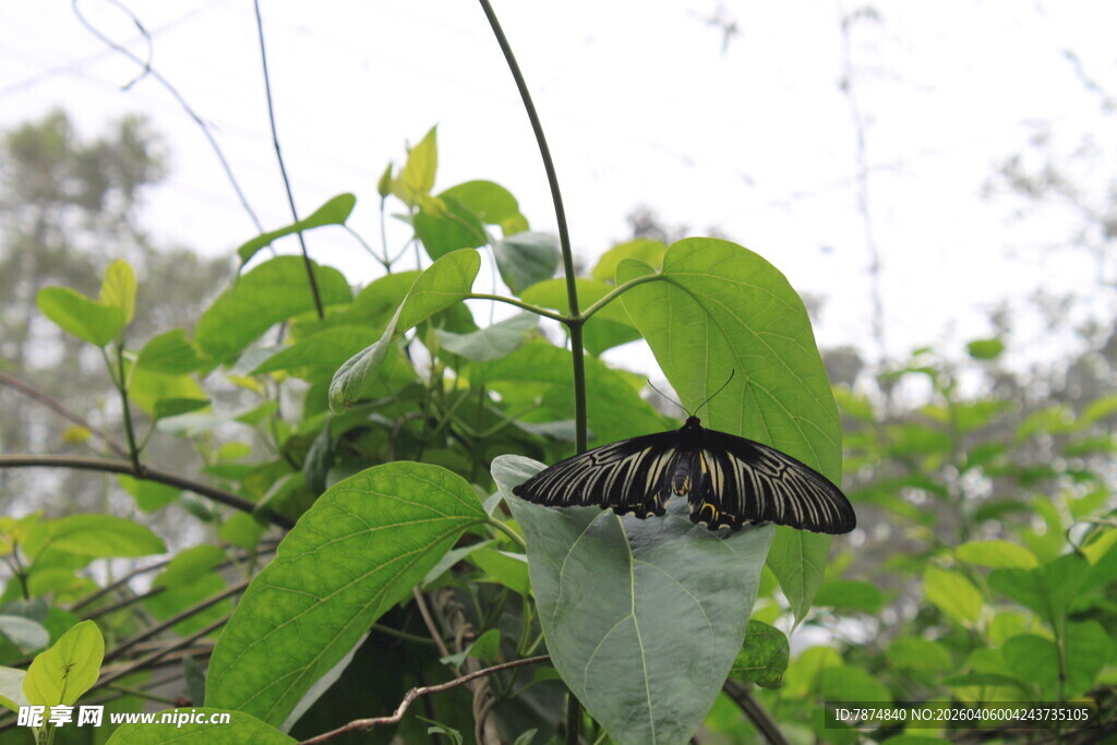 绿叶上休憩的黑色蝴蝶