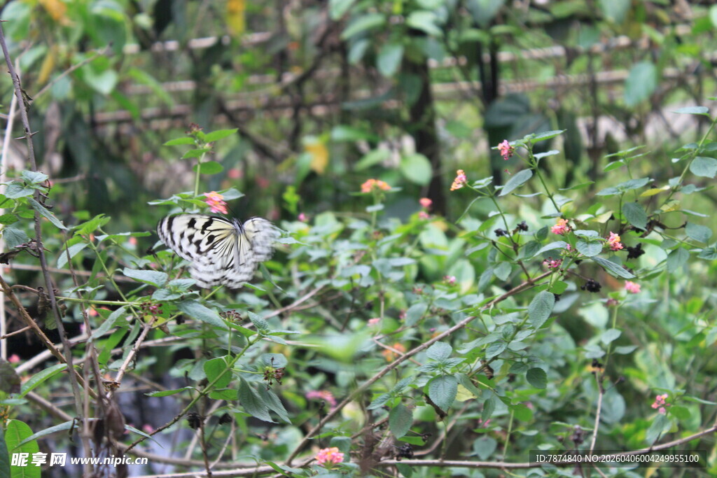 丛林中的隐秘鸟类