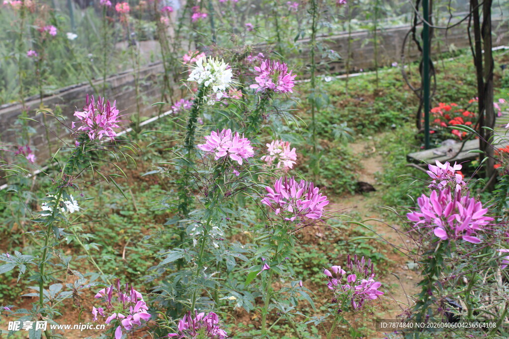 林间绽放的绚烂野花