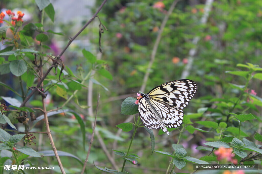花丛中飞舞的黑白蝴蝶
