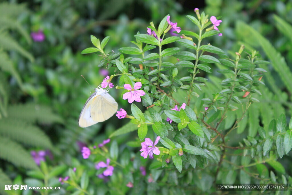 花丛中停歇的白色蝴蝶
