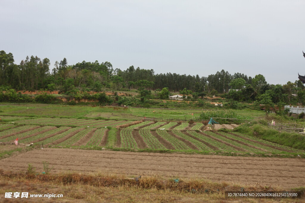 田园风光中的农田劳作场景