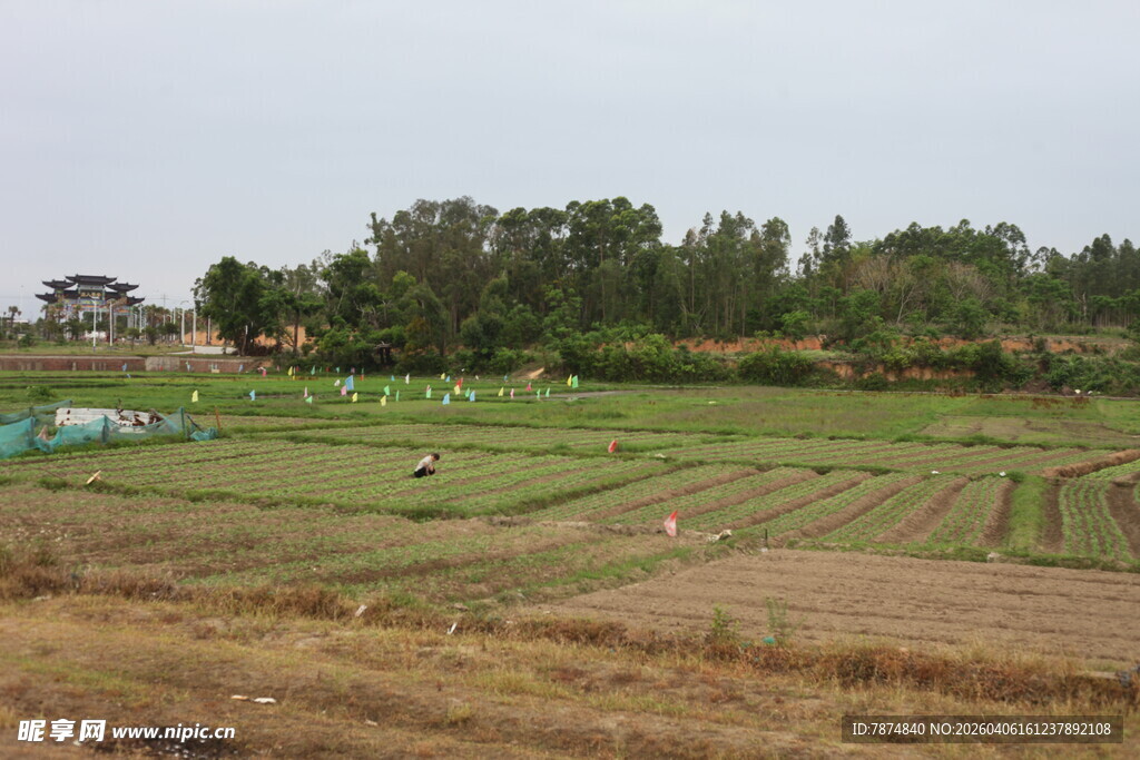 湛江乡村田野风光