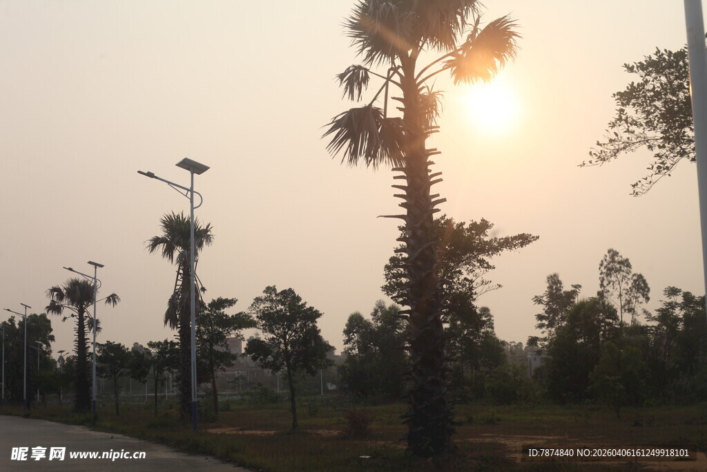 湛江夕阳下的棕榈树景观