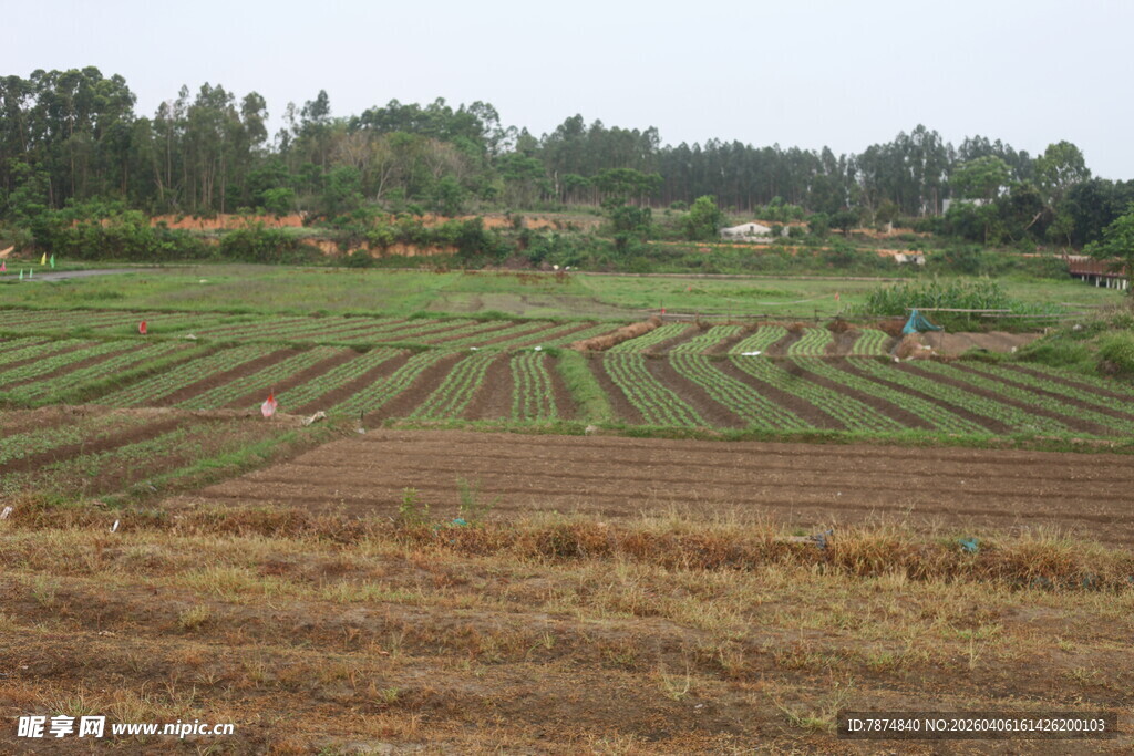 湛江田园风光中的规整农田