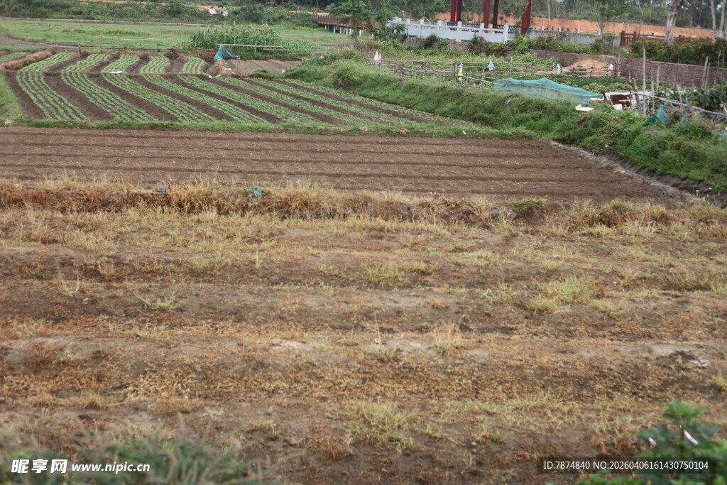 湛江秋日梯田景色