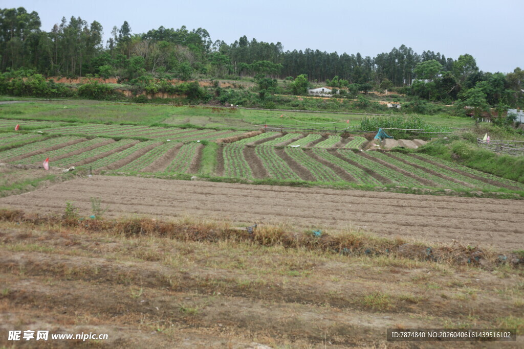湛江乡村田野农田耕种景象
