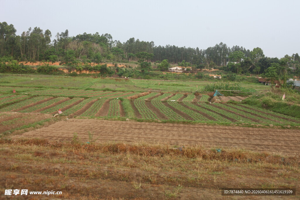 湛江田野田园风光景色画面