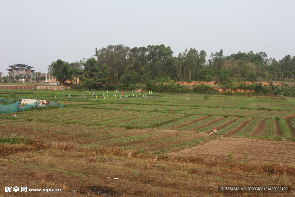 湛江田野风光 绿意盎然的农田