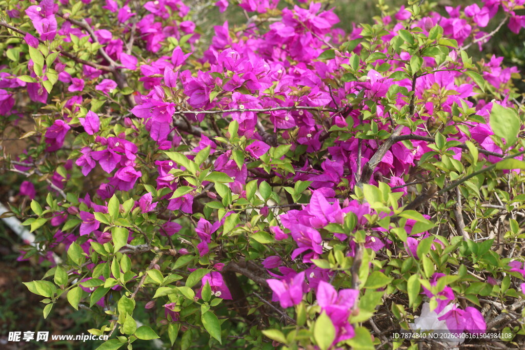 湛江盛开的紫色杜鹃花