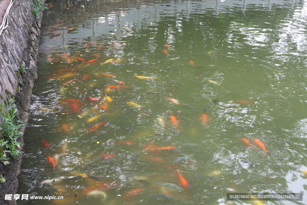湛江池塘中游动的多彩锦鲤