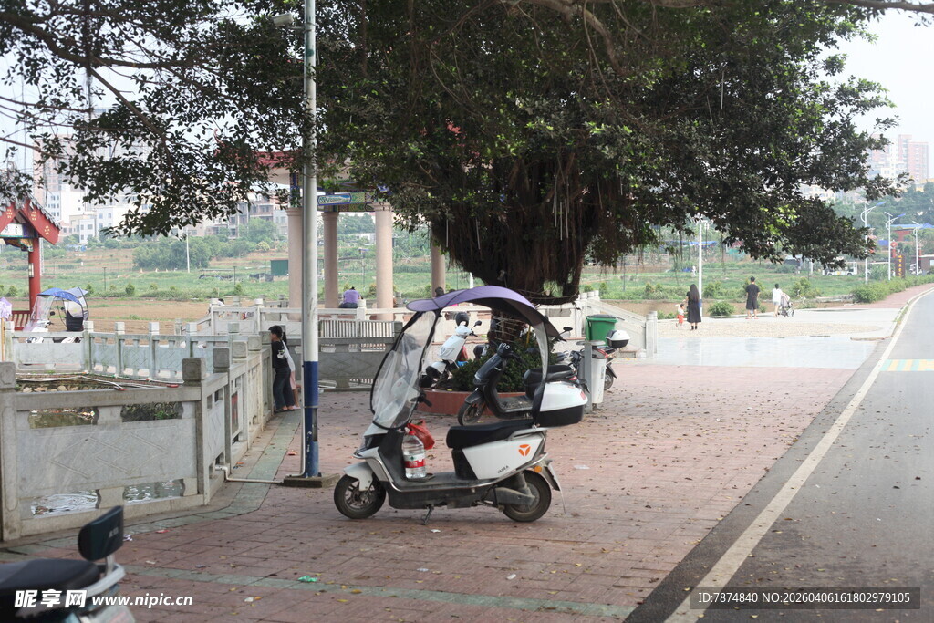 湛江树下骑电动车撑伞的人