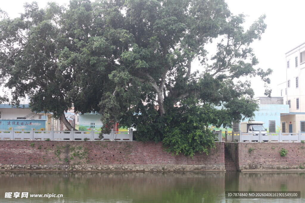 湛江河边大树与砖墙景致