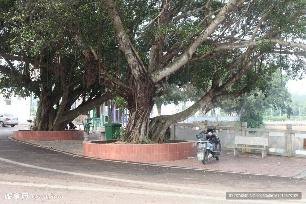 湛江路边繁茂大树下停放的摩托