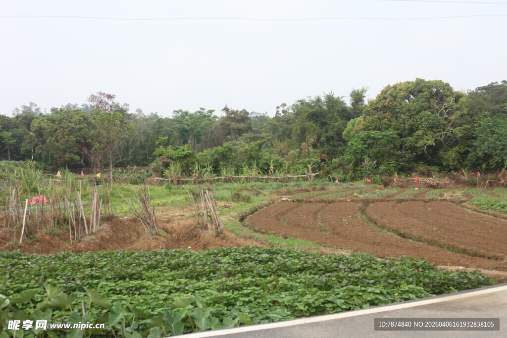 湛江田园风光中的农田与植被