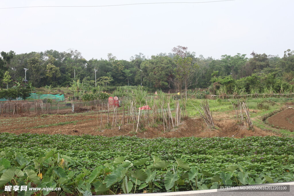 湛江田园风光中的农田与植被