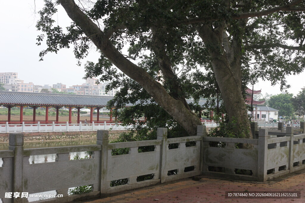 湛江河畔大树与围栏景致