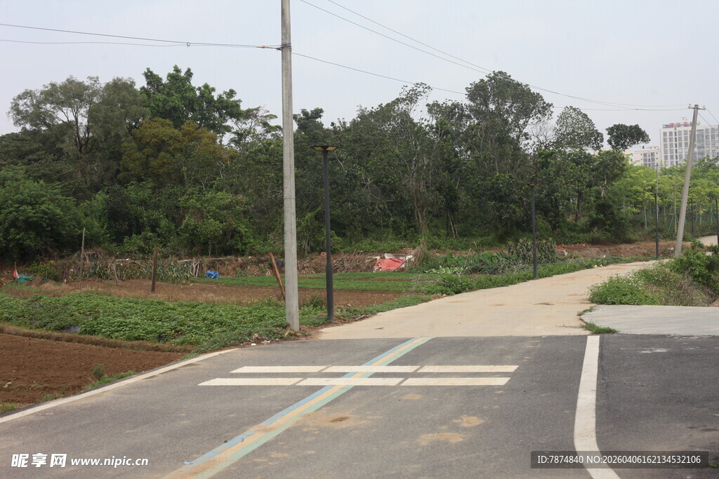 湛江城郊道路旁的绿植景观